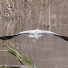 Grey Heron; Garza Real