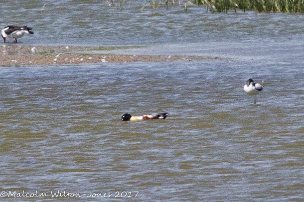 Shoveler