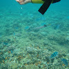 Chinese trumpetfish