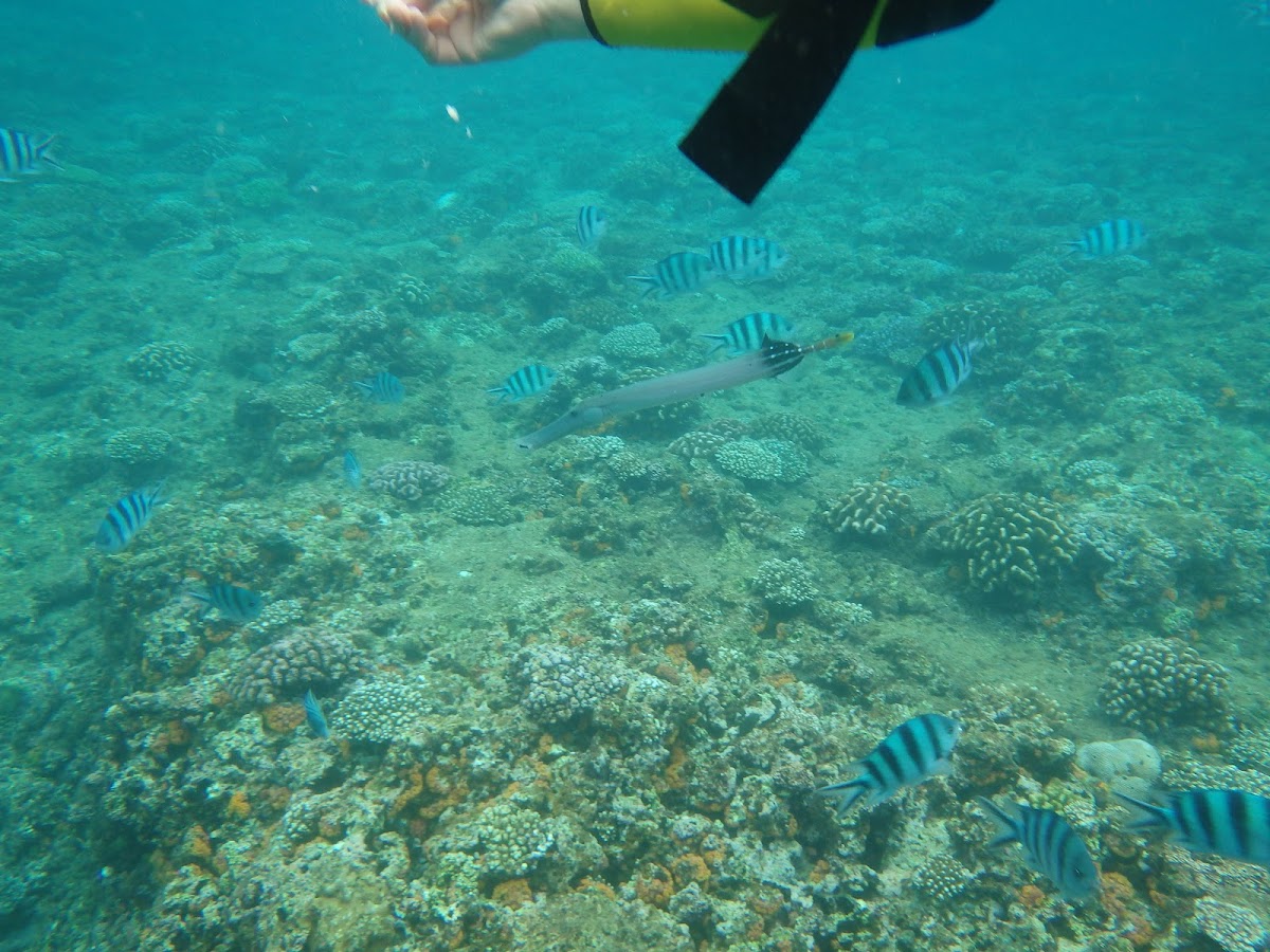 Chinese trumpetfish