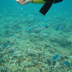 Chinese trumpetfish