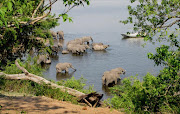 Elephants in Chobe