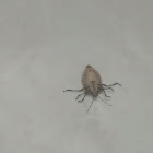 Stink bug