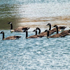 Canada geese