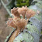 Tiny Oyster Mushrooms