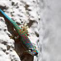 Ornate Day Gecko