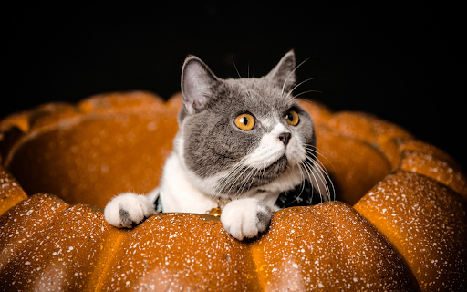 The cat lies in the pumpkin