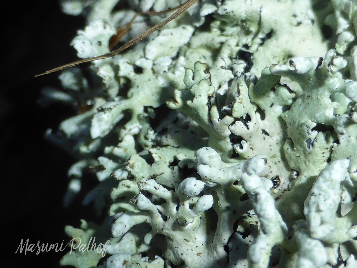 Hooded Tube Lichen