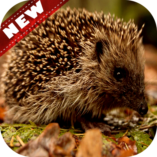 Hedgehog Wallpaper Aplicații Pe Google Play