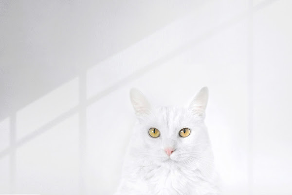 White Cat di Alexx70