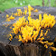 Coral Fungi