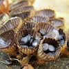 Bird's nest fungi