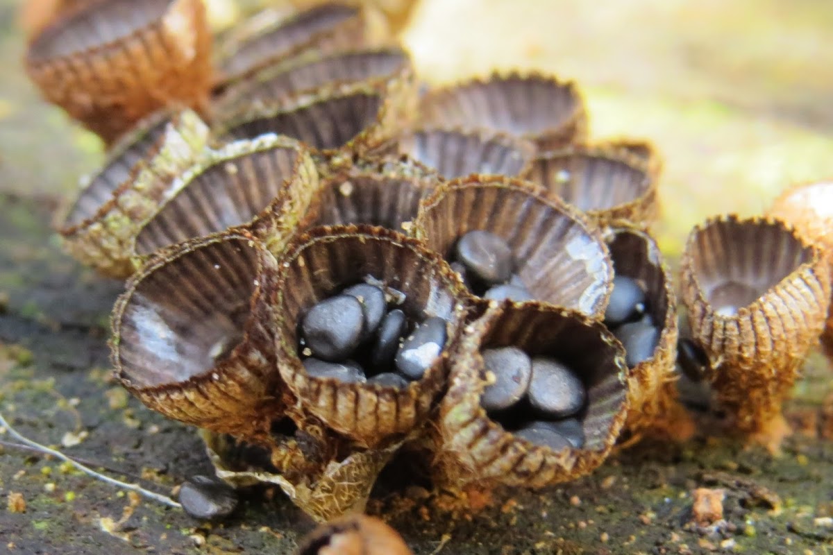 Bird's nest fungi