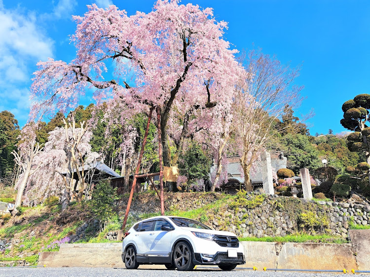 CR-Vのサクラと愛車に関するカスタム事例の投稿画像4枚目