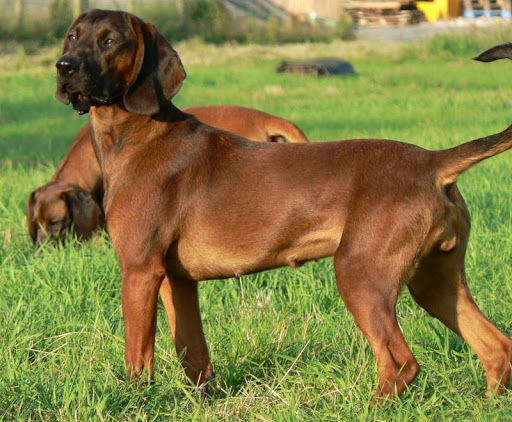 Bavarian Mountain Hound