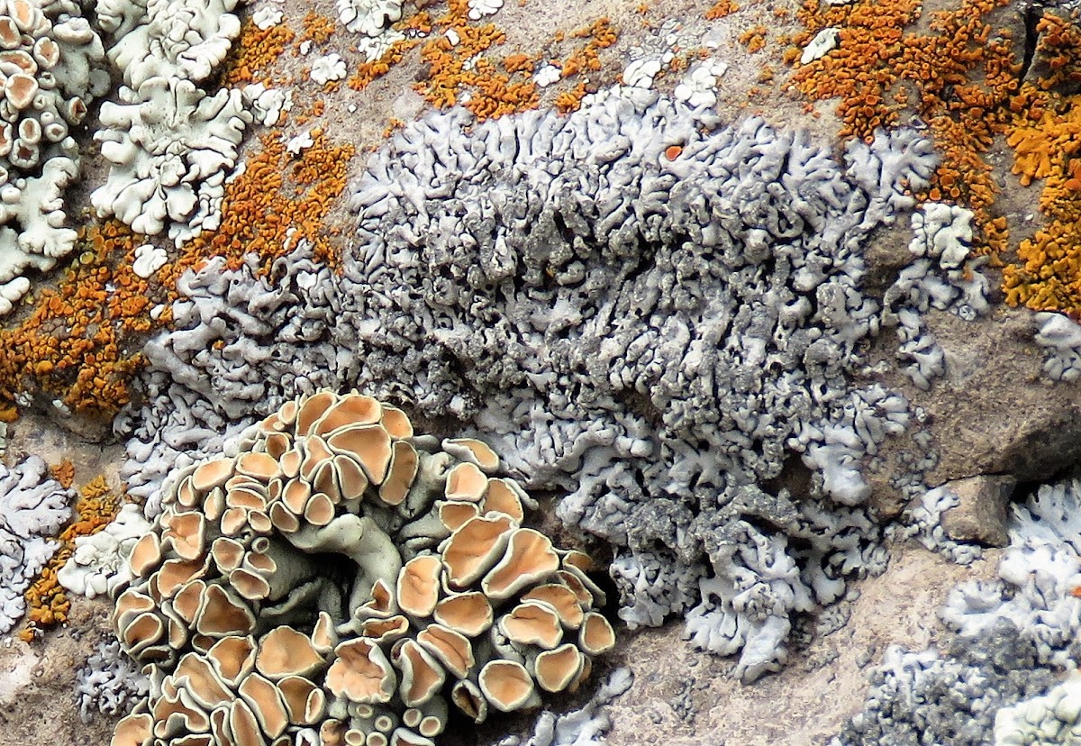 Powder-back lichen