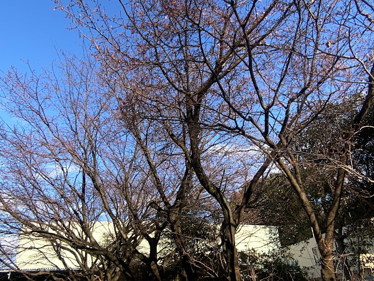 コペンの今回のテーマは「桜祭り」です!良いね!イイね！いいね！最高だね！・幸せは自分自身で見出す物で他人から与えられる物では有りません！最高だね！・貧乏しても心❤️の貧乏人には成りたく無いですね！最高だね！・妬み!僻み!は持たず!心❤️豊かに過ごしましょう!最高だね！・人は人です!自分の納得出来る生き方をしましょう!最高だね！に関するカスタム事例の投稿画像57枚目