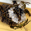 Common Paper Wasps