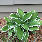 Hosta