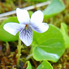 Alpine Marsh Violet