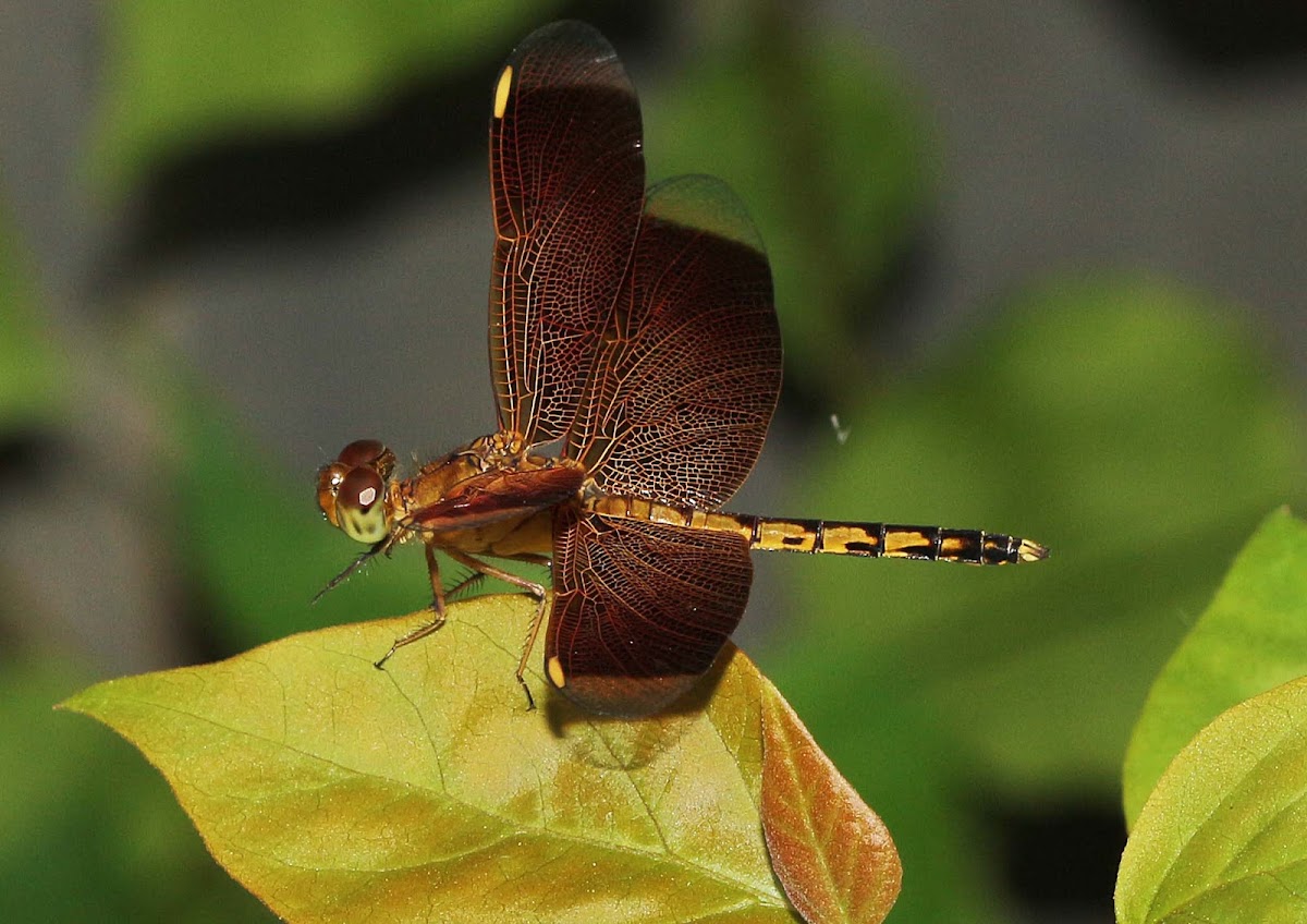 Straight-edged Red Parasol