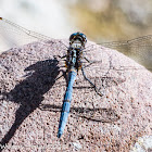 Epaulet Skimmer