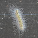 Fall webworm moth