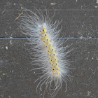 Fall webworm moth