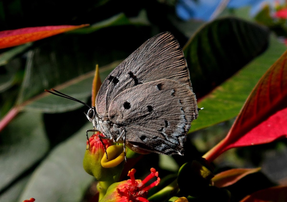 Aquamarine hairstreak