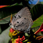 Aquamarine hairstreak