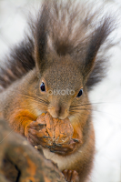  Eurasian red squirrel (Sciurus vulgaris) by Lajos E -   ( small, eurasian, european, sciuridae, nut, eating, sciurus, rodents, red, walnut, squirrel, mammal, eat, europe, vulgaris )