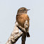 Stonechat