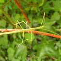 Stick Insect