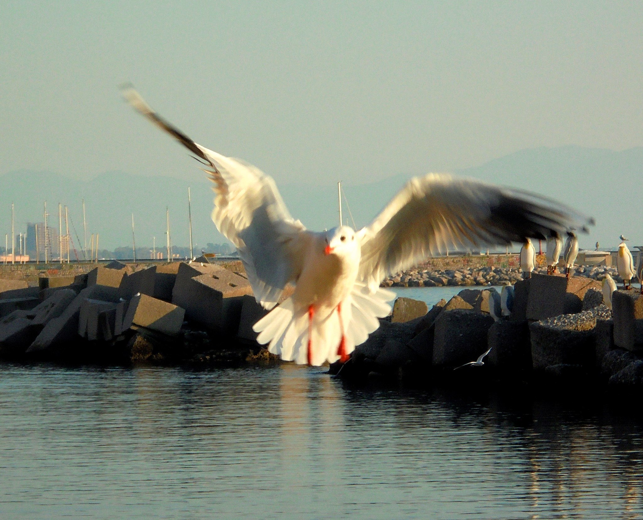 In volo da me di MarvelParker