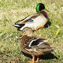 Mallard Ducks