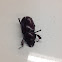 Stag Beetle