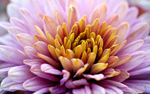 CHRYSANTHEMUM 2 Theme Preview 1