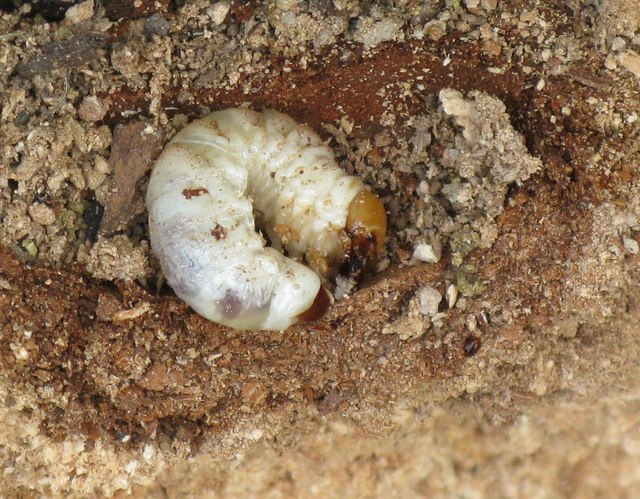 How to Kill & Remove Grubs? Organic Grub Control & Treatment for Lawns