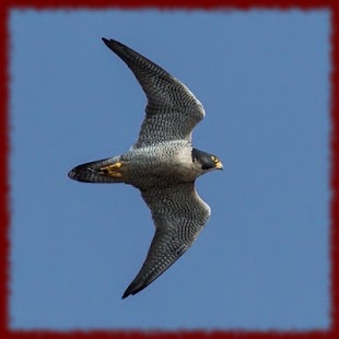 How to get Peregrine Falcons wallpapers patch 1.0 apk for laptop