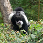 Eastern Black-and-white Colobus