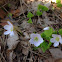 Wood Sorrel