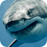 White Shark Video Wallpaper icon