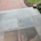 Plume Moth