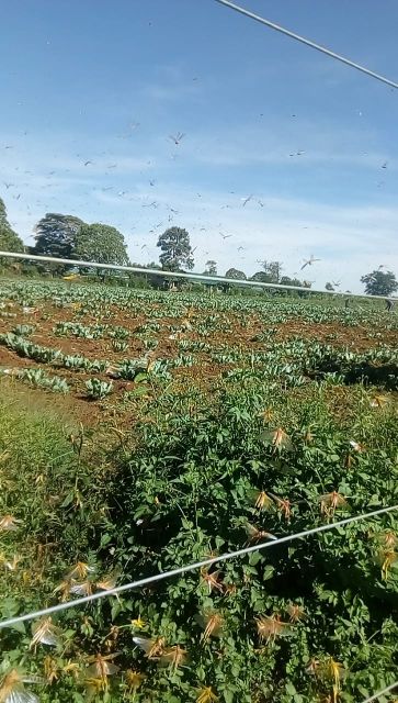 Locust invasion at Subukia subcounty in Nakuru county.