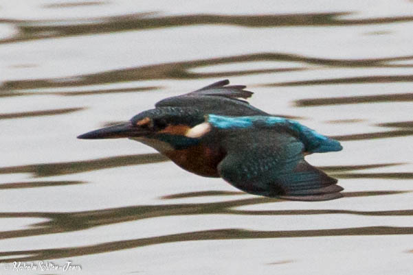 Kingfisher