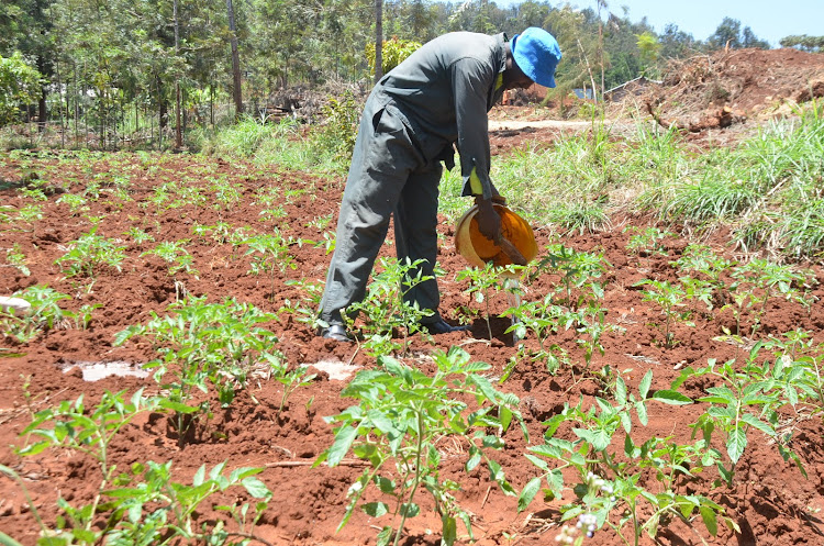 Amos Irungu on his farm in Muthithi, Kigumo subcounty.