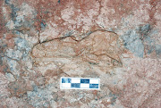 View of the left side of the skull of Aorun zhaoi.