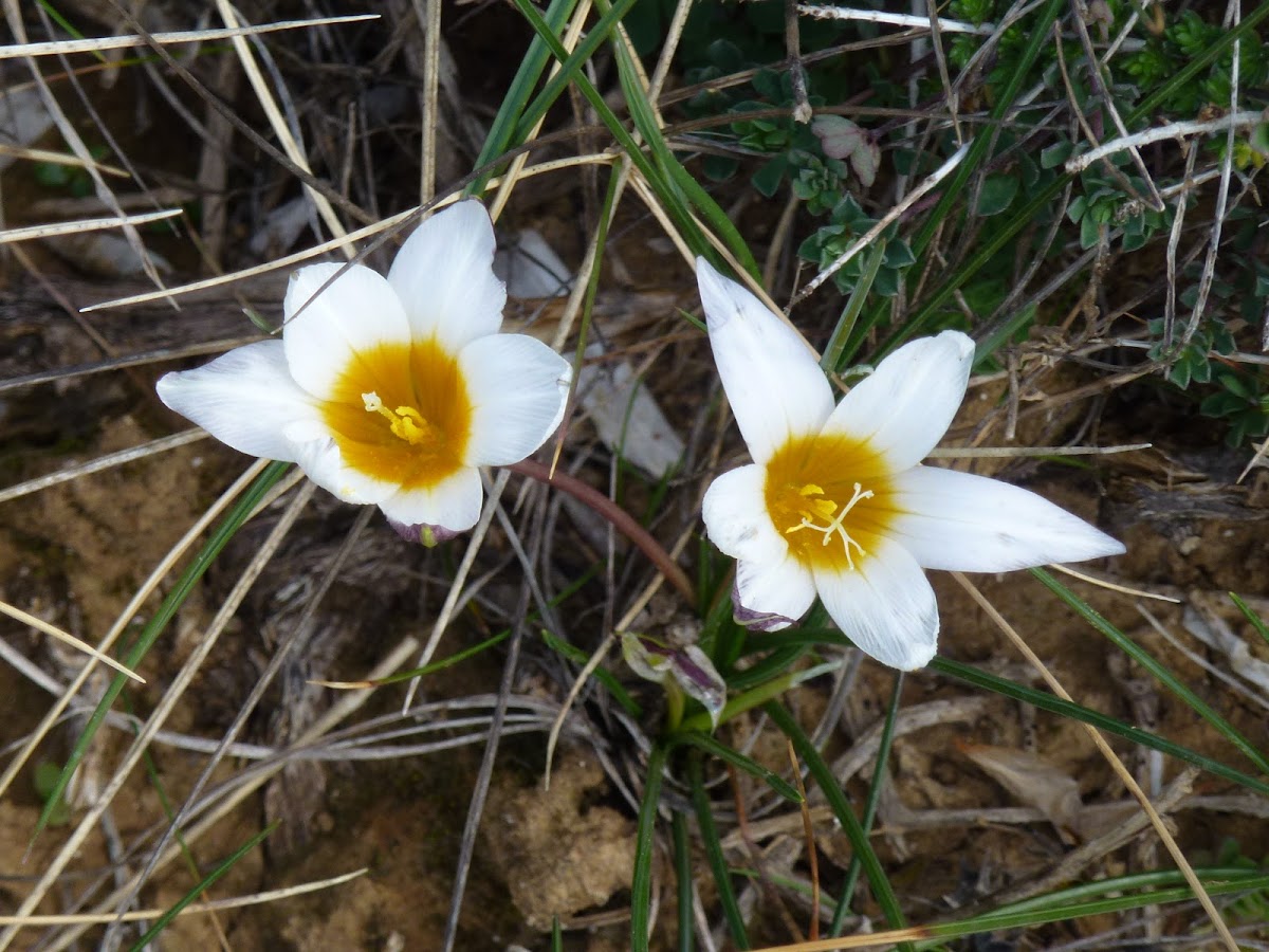 Romulea