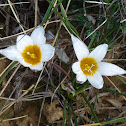 Romulea