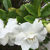 Gardenia